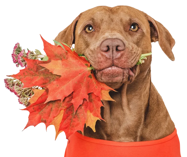 dog holding autumn leaves