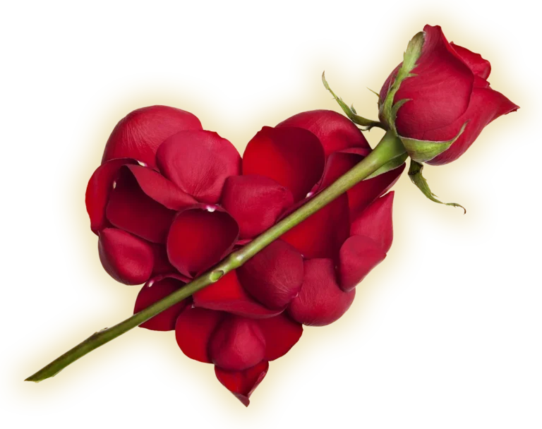 heart rose
